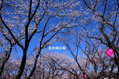 長良川右岸沿い桜並木.雄総（おぶさ）の堤