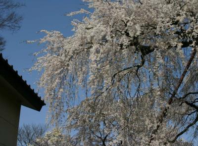 金仙寺の桜。2008.4.2.