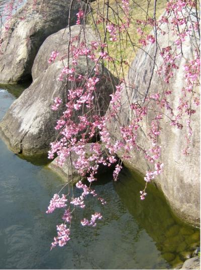 桜はまだかな？霞ヶ浦総合公園へ