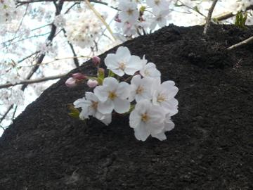 2008年東京の桜見物～靖国神社