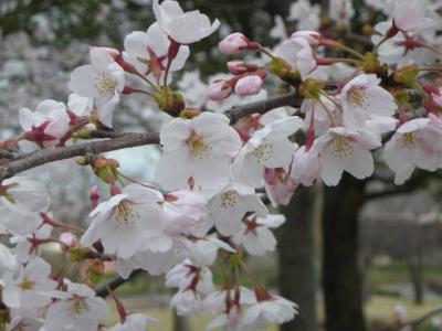 養老公園でお花見。