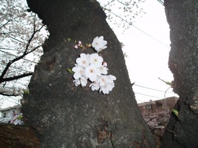 たまプラお花見 2008！