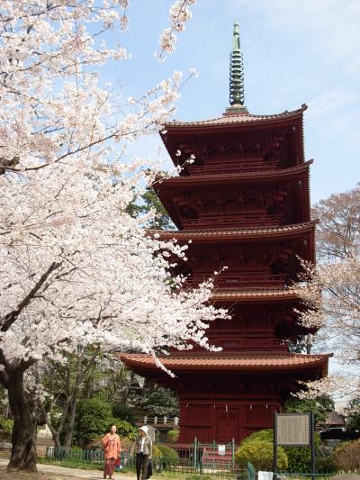 『桜の　散歩道！』　（我が家！の　ご近所　風景！を　ご紹介！）　