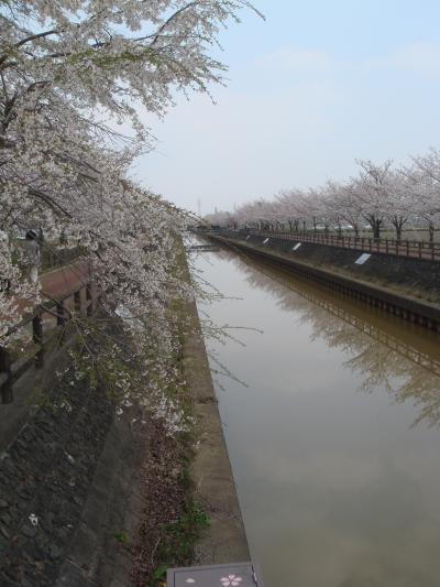 何十年ぶりかの桜見物・稲沢市平和町・須ヶ谷川堤の桜並木