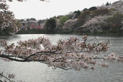 神奈川県立・三ツ池公園　桜 ?