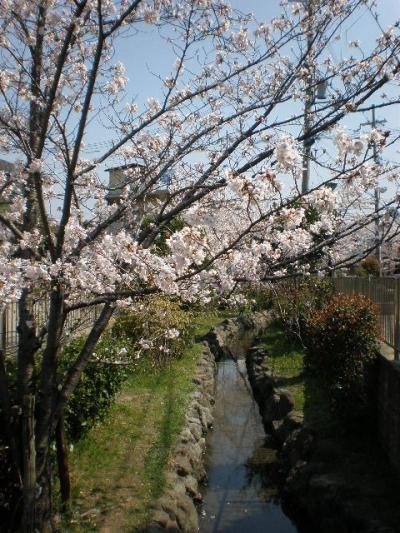 近所でお花見2008（桜）pert.2