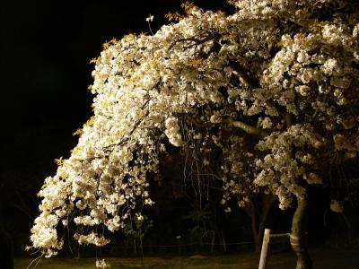 2008年夜桜 ~浜松フラワーパーク~