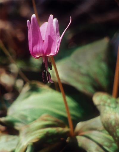 箱根湿生花園