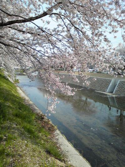 香流川の桜2008