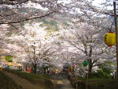 於安パークの桜 2008（徳島県・つるぎ町）