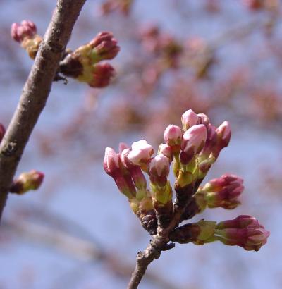 近江路・桜前線の湖北への道