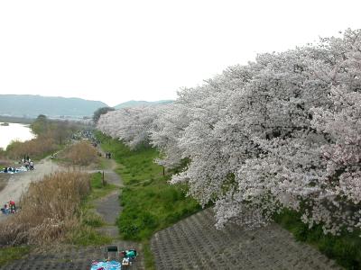 2008背割堤の「八幡桜まつり」ＧＯＧＯ！