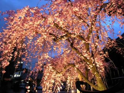 京の枝垂れ桜