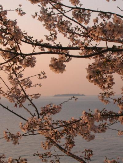 桜色に染まる熱海の朝　