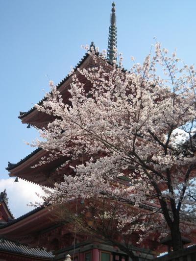 春はあけぼの・京都満開の桜
