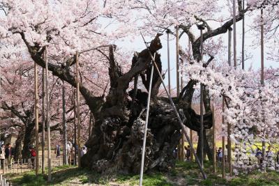 日本三大桜「山高神代桜」を南アルプスの麓に訪ねて