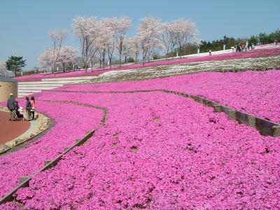 ◎本州最大級１００万本の芝桜が咲き始めました◎
