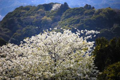 山桜へ・・・染井吉野は上手く撮れない。　　　　　　　　　　　　　　　　　andトンビの追い写し。