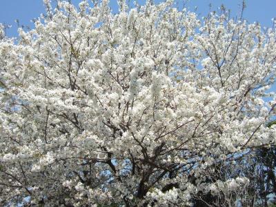 鶴間公園で花見