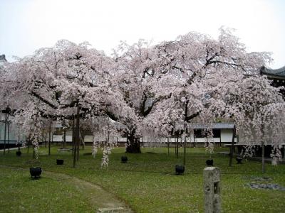 今年も桜咲く京都にやってきました（随心院、醍醐寺）