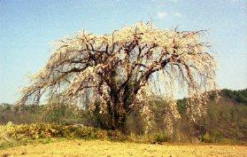 信州の農道の奥に咲く枝垂れ桜の大木を訪れて                Nagano pref.