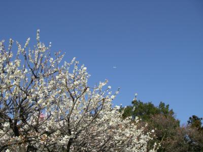 2008春・水戸偕楽園