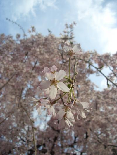 府中市民桜まつり散策