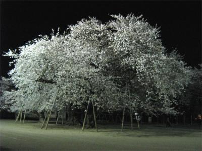 幽玄なる真鍋の夜桜