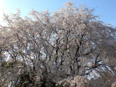 六義園の枝垂れ桜