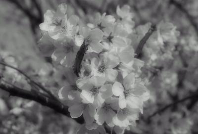 鋸南　桜の祭り