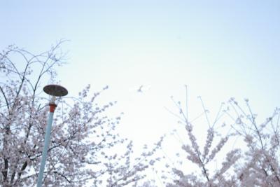 ハレタヒ、オサンポ~桜ノ宮公園~