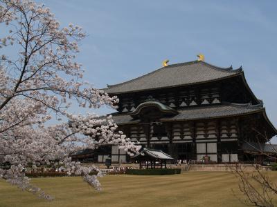 奈良　お花見　東大寺周辺編