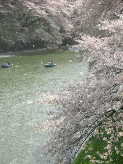 千鳥が淵の桜はとても元気がよい