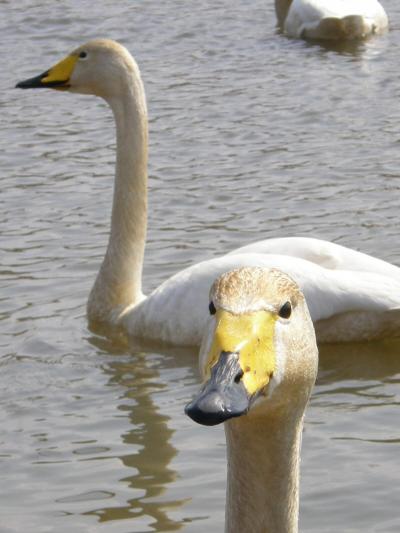 今年もマオイ運河にお立ち寄りの白鳥さんたち