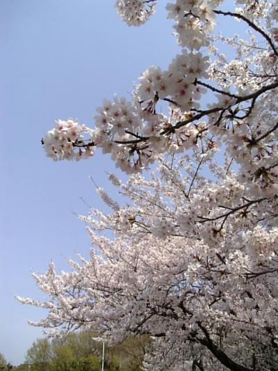 ちょっと服部緑地公園まで(桜&ヒコーキ見物編)