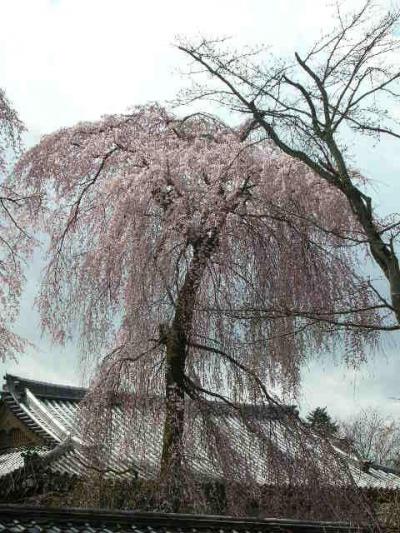 2008年　京都旅行～醍醐の桜～