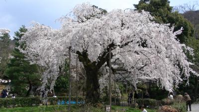 桜満開の京都