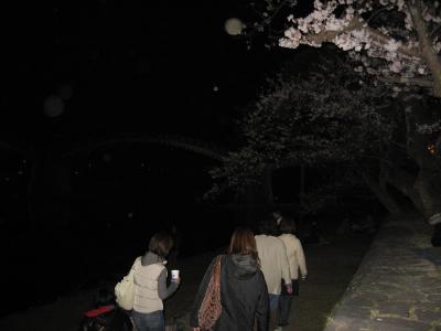 夜桜を見に錦帯橋へ