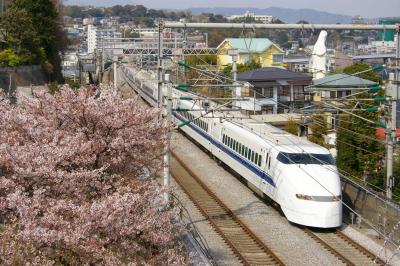 2008桜日記 第9弾? 小田原編