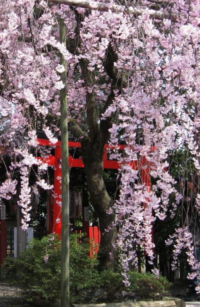 京都の桜めぐり　名所を訪ねて