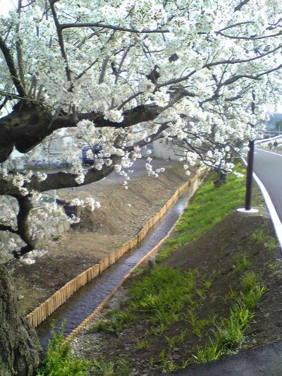 平山城址公園駅の老桜 