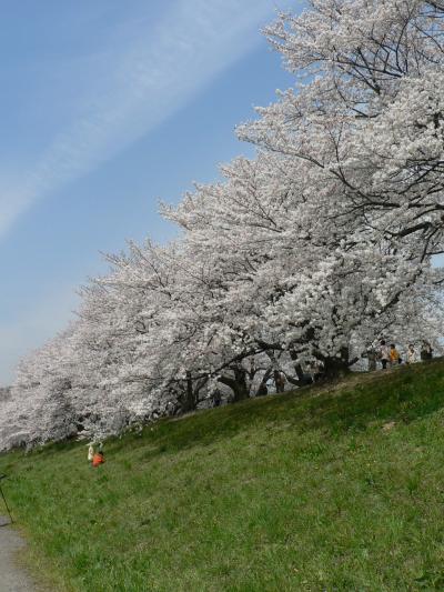 日本の旅　関西を歩く　京都・八幡市石清水八幡宮周辺の桜