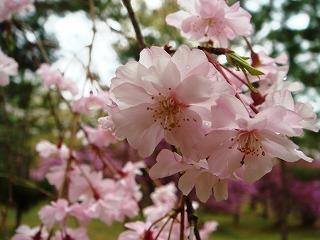 雨の京都 雅なサクラ