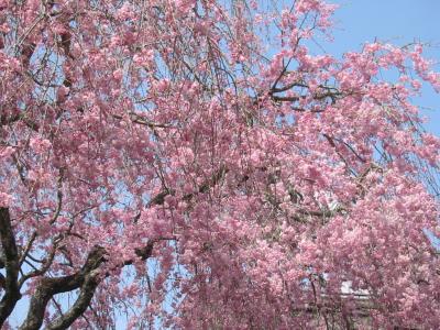 柿右衛門窯の八重しだれ桜