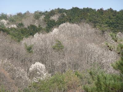 播磨花紀行?　コブシ咲く播磨一宮