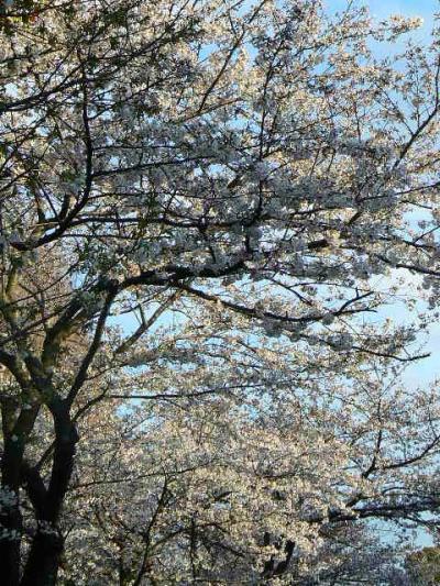 京都の春は花盛り【1】洛西の花を追う