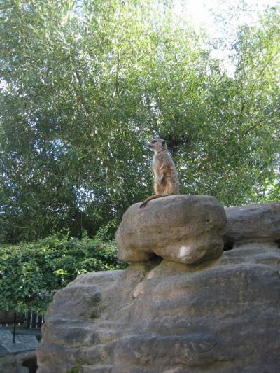 スウェーデンの癒しに触れよう！ ～?動物と自然を見に行こう　スカンセン野外博物館～