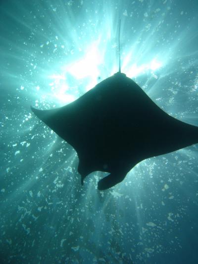 インドネシア　ダイビング