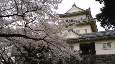 小田原城でお花見