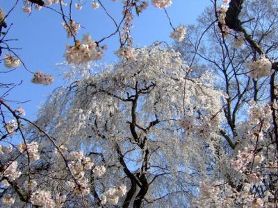 そうだ　桜溢れる京都、行こう。 ～其之二・醍醐寺・祇園・鴨川篇～